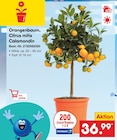 Orangenbaum im Netto Marken-Discount Prospekt Orangenbaum, Citrus mitis Calamondin im aktuellen Netto Marken-Discount Prospekt für 36,99 €