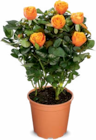 Rosen im Angebot bei Netto Marken-Discount in Neumünster Rosen Angebote bei Netto Marken-Discount Neumünster für 2,29 €