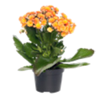 Aktuelles Kalanchoë Angebot bei Blumen Ostmann in Bremen ab 2,99 €