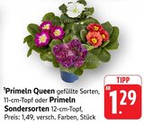 Primeln Queen gefüllte Sorten Angebote bei EDEKA Karlsruhe für 1,29 €