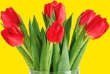Tulpen Angebote von Gut & Günstig bei WEZ Minden für 1,79 €