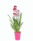Orchidée collection - Lidl à Perpignan Orchidée collection en promo chez Lidl Perpignan à 7,99 €