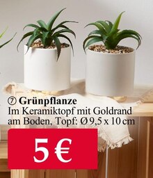 Zimmerpflanzen im aktuellen Woolworth Prospekt für €5.00