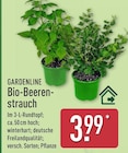 Bio-Beerenstrauch von Gardenline für 3,99 € bei ALDI Nord im Angebot Bio-Beerenstrauch von Gardenline im aktuellen ALDI Nord Prospekt