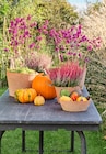 Blumen Ostmann Bad Zwischenahn - Schönfrucht Angebot im Prospekt Schönfrucht bei Blumen Ostmann im Bad Zwischenahn Prospekt für 0,49 €