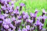 Promo Lavande papillon à 7,99 € dans le catalogue Gamm vert à Sévérac-le-Château