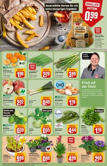 Pflanzen im aktuellen REWE Prospekt (Regensburg) Pflanzen im REWE Prospekt "Dein Markt" mit 32 Seiten (Regensburg)