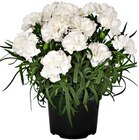 Hagebaumarkt Eching - Edelnelke Angebot im Prospekt Edelnelke bei Hagebaumarkt im Eching Prospekt für 1,99 €