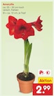 Aktuelles Amaryllis Angebot bei Netto Marken-Discount in Frankfurt (Main) ab 2,99 €