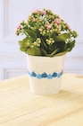 Kalanchoe - Super U à Nantes Kalanchoe en promo chez Super U Nantes à 2,99 €