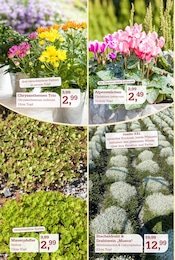 Blumen im Garten-Center Nordharz GmbH & Co. KG Prospekt in Lehrte Aktueller Garten-Center Nordharz GmbH & Co. KG Prospekt mit Blumen, "SUMMER'S END", Seite 4