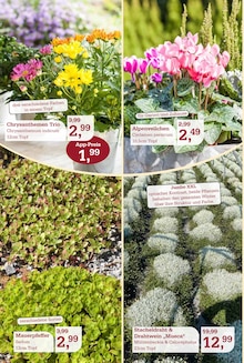 Pflanzen im aktuellen Garten-Center Nordharz GmbH & Co. KG Prospekt (Hannover) Pflanzen im Garten-Center Nordharz GmbH & Co. KG Prospekt "SUMMER'S END" mit 12 Seiten (Hannover)