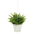 Plantes vertes en suspension - HOZELOCK - Truffaut à Boulogne-Billancourt Plantes vertes en suspension - HOZELOCK en promo chez Truffaut Boulogne-Billancourt à 5,99 €