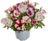 Blühpflanzen Trio Mix Angebote bei Marktkauf Sindelfingen für 2,99 €