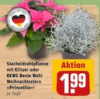 Weihnachtsstern »Princettia« im Angebot bei REWE in Dreieich Weihnachtsstern »Princettia« Angebote von REWE Beste Wahl bei REWE Dreieich