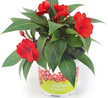 Beetware-Mix bei Thomas Philipps im Herbsleben Prospekt für 1,79 €