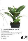 Aktuelles Gummibaum ‘Sofia’ Angebot bei Dehner Garten-Center in Münster ab 6,99 €