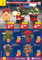 Weihnachtsstern im Netto Marken-Discount Prospekt in Trier Aktueller Netto Marken-Discount Prospekt mit Weihnachtsstern, "Aktuelle Angebote", Seite 6