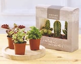 Trio Cactus ou Succulentes - Super U à Rouen Trio Cactus ou Succulentes en promo chez Super U Rouen à 4,99 €