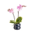 Phalaénopsis 2 branches avec cache-pot en céramique - diamètre 7 cm à Botanic dans Éterville