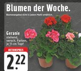 EDEKA - Geranie Angebot im Prospekt Geranie bei EDEKA im Prospekt "" für 2,22 €