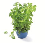 Basilikum im Topf Angebot in Stemwede Basilikum im Topf im aktuellen Prospekt bei Lidl in Stemwede
