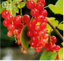 OBI Bad Essen - Johannisbeeren Johannisbeeren Angebot bei OBI Bad Essen im Prospekt ALLES MACHBAR
