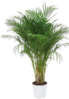 Aktuelle Pflanzen Angebote bei Globus-Baumarkt in Augsburg Aktuelles Goldpalme (Areca) Angebot bei Globus-Baumarkt in Augsburg ab 39,99 €