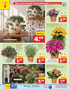 Blumen im Netto Marken-Discount Prospekt "Aktuelle Angebote" mit 74 Seiten (Bremen)