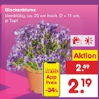 Glockenblume im Angebot bei Netto Marken-Discount in Hattingen Glockenblume Angebote bei Netto Marken-Discount Hattingen für 2,19 €
