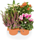 Herbstpflanzen Mix im Angebot bei Netto Marken-Discount in Görlitz Herbstpflanzen Mix Angebote bei Netto Marken-Discount Görlitz für 6,99 €