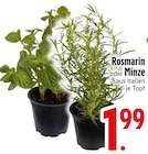 Aktuelles Rosmarin oder Minze Angebot bei EDEKA in Augsburg ab 1,99 €