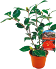 Kamelie Japonica im aktuellen Netto mit dem Scottie Prospekt