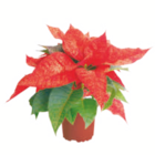 toom Baumarkt Lemgo - Weihnachtssterne Angebot im Prospekt Weihnachtssterne bei toom Baumarkt im Lemgo Prospekt für 2,19 €