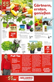 Aktueller Hellweg Prospekt mit Tomaten, "Traumterrasse in jedem Fall", Seite 24