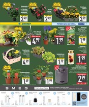 Blumenerde im EDEKA Prospekt in Ingolstadt Aktueller EDEKA Prospekt mit Blumenerde, "Wir lieben Lebensmittel.", Seite 9