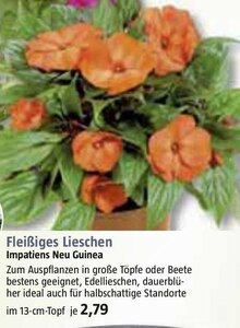 Fleißiges Lieschen bei BAUHAUS in Münster Fleißiges Lieschen im Angebot bei BAUHAUS Münster für 2,79 €