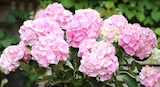 Aktuelles Hydrangea macrophylla Angebot bei OBI in Erlangen ab 14,99 €