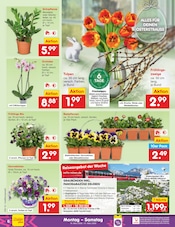 Aktueller Netto Marken-Discount Prospekt mit Blumen, "Aktuelle Angebote", Seite 6
