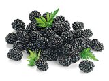 Aktuelle Obst Angebote bei REWE in Frankfurt (Main) Aktuelles Brombeeren Angebot bei REWE in Frankfurt (Main) ab 1,99 €
