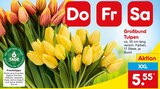 Aktuelle Tulpen Angebote bei Netto Marken-Discount in Siegen (Universitätsstadt) Aktuelles Großbund Tulpen Angebot bei Netto Marken-Discount in Siegen (Universitätsstadt) ab 5,55 €