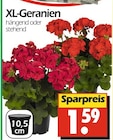 XL-Geranien bei Wreesmann im Weimar Prospekt für 1,59 €