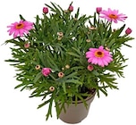 Aktuelle Pflanzen Angebote bei REWE in Mönchengladbach Aktuelles Sommerjasmin Angebot bei REWE in Mönchengladbach ab 2,29 €