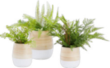 Übertopf Naturelle im Angebot bei mömax in Halle Übertopf Naturelle Angebote bei mömax Halle für 3,99 €