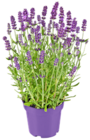 Lavendel im Kaufland Prospekt Lavendel von im aktuellen Kaufland Prospekt fĂŒr 1,49 âŹ