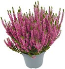 Aktuelle Pflanzen Angebote bei Penny in Jena Aktuelles Besenheide „Beauty Ladies“ Angebot bei Penny in Jena ab 1,99 €
