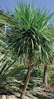 Super U Montreuil - Promo Cordyline australis ou red star Promo Cordyline australis ou red star à 7,99 € dans le catalogue Super U à Montreuil