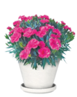 Nelke Dianthus oder Terrakotta Blumentopf im aktuellen Thomas Philipps Prospekt