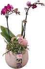 Hagebaumarkt Nackenheim - Orchideen-Arrangement Angebot im Prospekt Orchideen-Arrangement bei Hagebaumarkt im Nackenheim Prospekt für 19,99 €