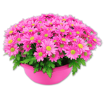 Chrysantheme im Angebot bei Penny in Kaufbeuren Chrysantheme Angebote bei Penny Kaufbeuren für 3,49 €
